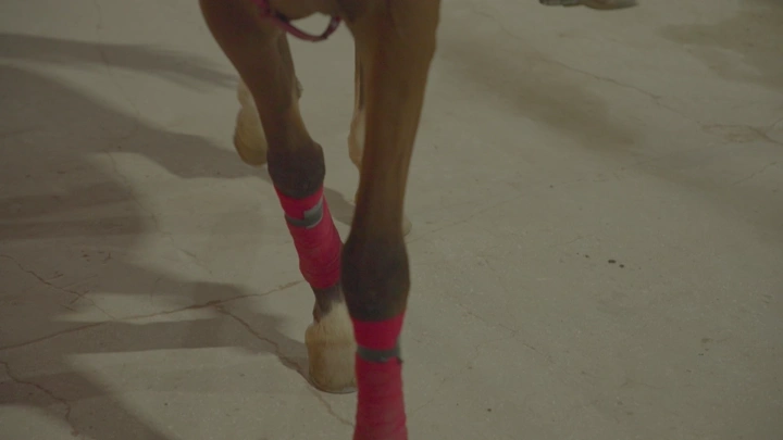 أرجل حصان وهوا يمشي  على أرضية خرسانية، لقطة قريبة.