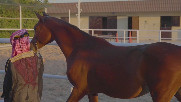 شاب بزي سعودي يمشي مع حصان في مزرعة، لقطة جانبية.