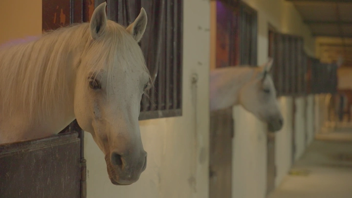 خيول بيضاء في مربط خيول، لقطة داخلية.