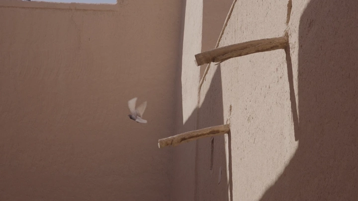 حمام يطير بجانب جدار المصمك في الرياض، لقطة نهارية.