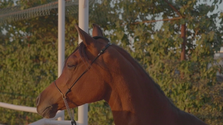 حصان بني بجانب سياج في ضوء الشمس، لقطة جانبية.