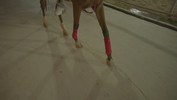 فارس عربي على حصان عند الغروب، لقطة قريبة.