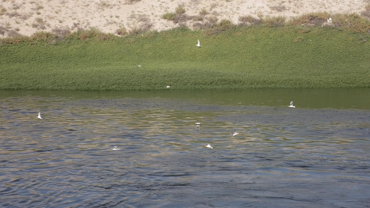طيور تحلق فوق بحر القطيف، مشهد نهاري.