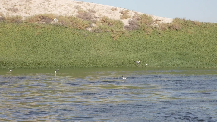 بحر القطيف مع طيور تطير فوق الماء، لقطة طبيعية.