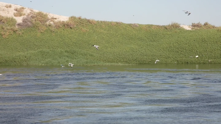 طيور تحلق فوق بحر القطيف في يوم مشمس، لقطة طبيعية.