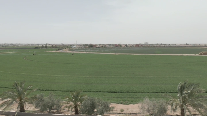 مزرعة خضراء واسعة في يوم مشمس، لقطة من الجو.