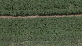 مزرعة خضراء مع ممر ترابي ونظام ري، لقطة جوية.