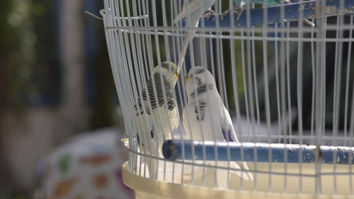 طيور زينة في قفص، لقطة قريبة في النهار.