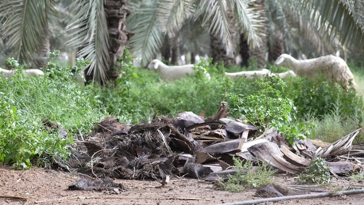 أغنام ترعى بين أشجار النخيل في مزرعة، لقطة طبيعية.