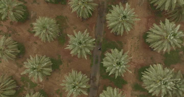 أشجار نخيل من الأعلى في مزرعة، لقطة جوية.