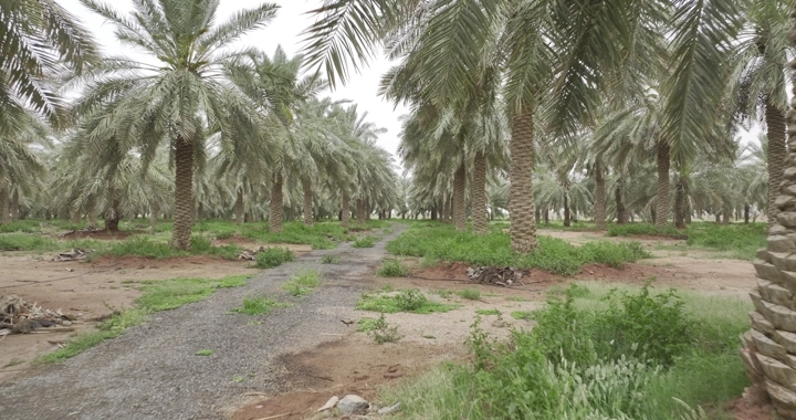 مزرعة نخيل خضراء في يوم غائم، لقطة أرضية.