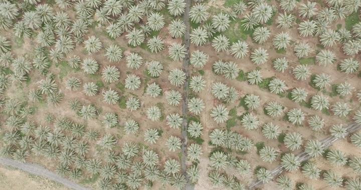 مزرعة نخيل من الأعلى في وضح النهار، لقطة جوية.