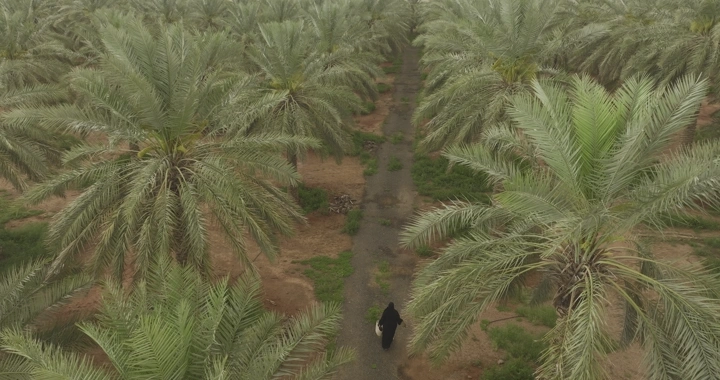 امرإة تمشي بين النخيل في النهار، لقطة جوية.