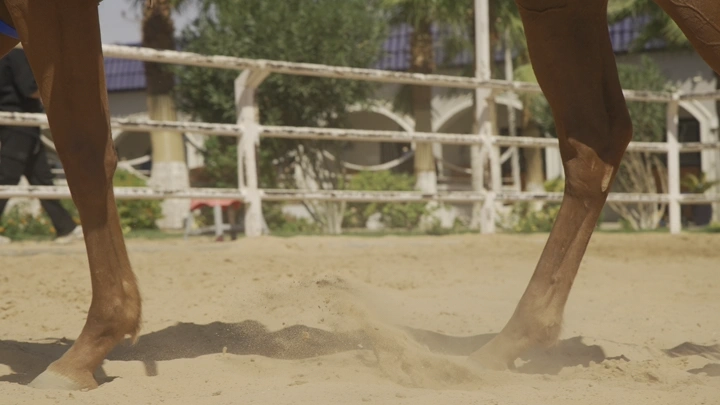 أرجل حصان على الرمال في أسطبل ، لقطة قريبة.