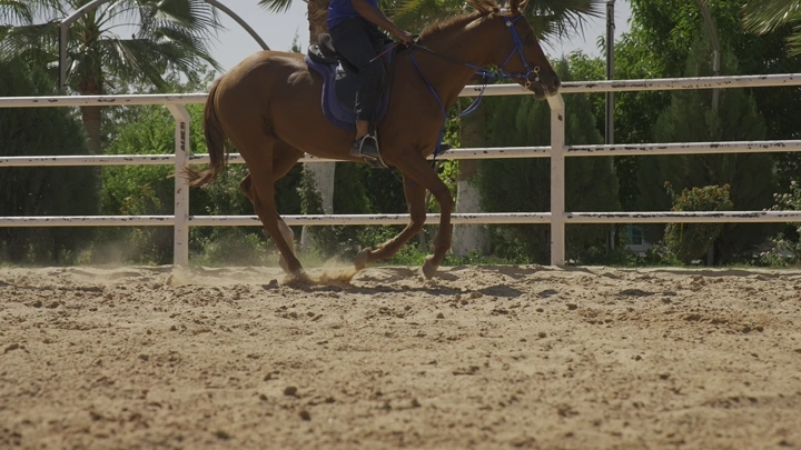 فارس يركب حصانًا في مضمار رملي، لقطة جانبية.