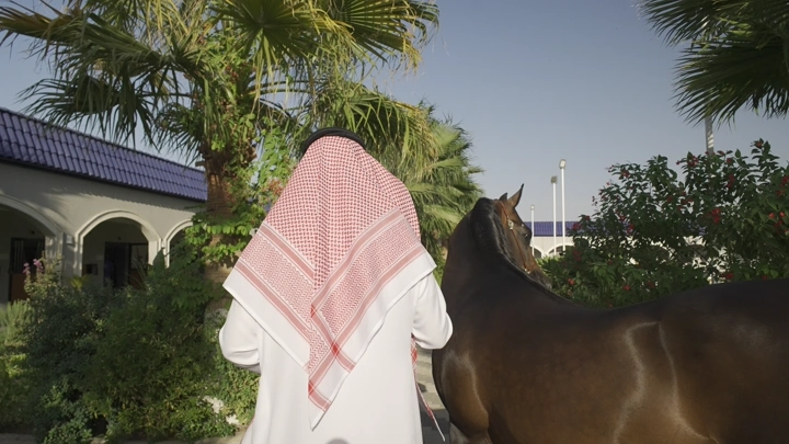 رجل مع خيل عربي أصيل ، لقطة نهارية.