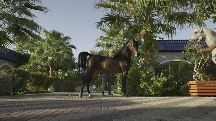 حصان عربي أصيل في حديقة استوائية، لقطة نهارية.