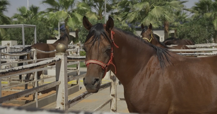 حصان بني في مربط خيل تحت أشجار النخيل، لقطة نهارية.