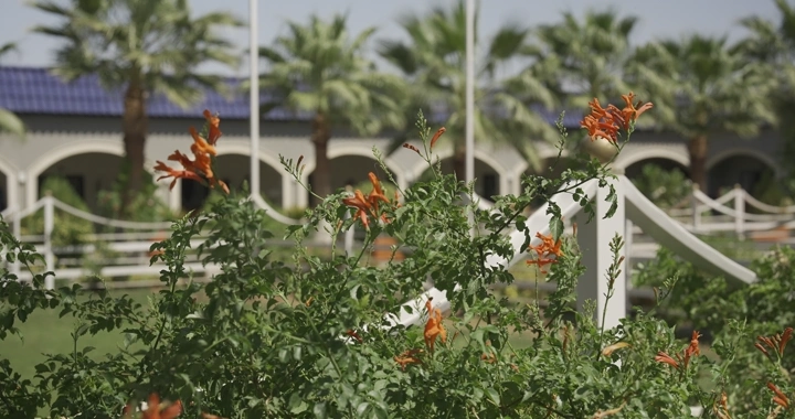 نباتات مزهرة في حديقة مع نخيل في الخلفية، لقطة نهارية.