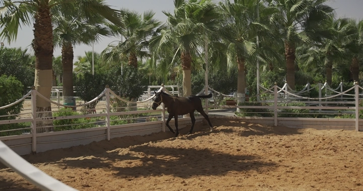 حصان يركض في مربط محاط بأشجار النخيل، لقطة نهارية.