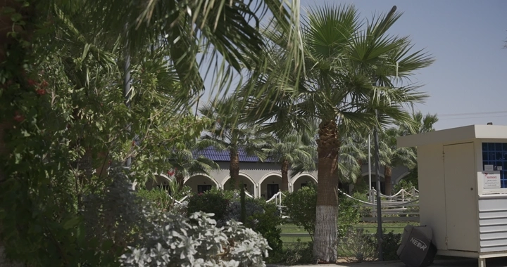 أشجار نخيل في حديقة مشمسة، لقطة نهارية.