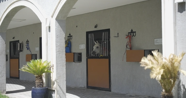 إسطبل خيول حديث في يوم مشمس، لقطة خارجية.