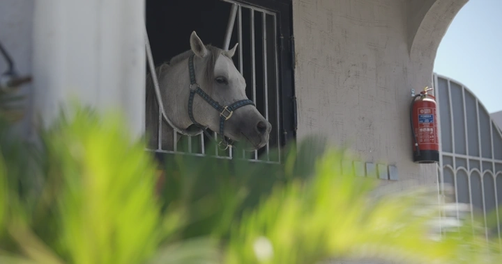 حصان ينظر من نافذة الإسطبل، لقطة مقربة.