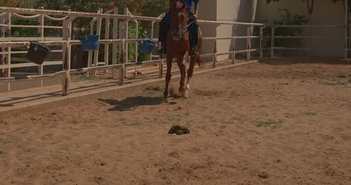 حصان في حلبة تدريب، لقطة من الأمام.