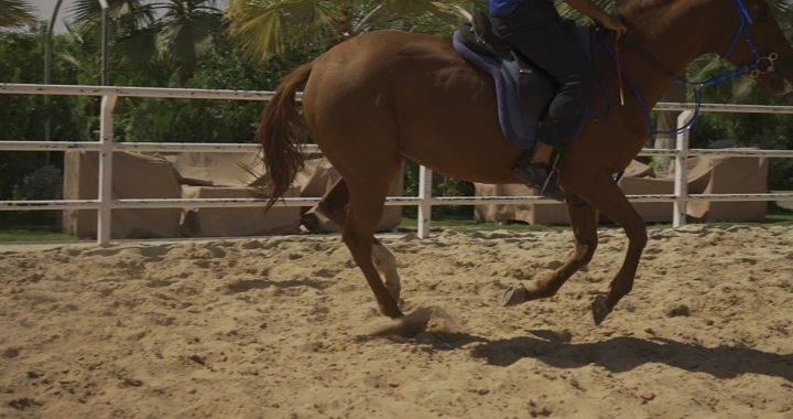 حصان بني يركض في حلبة رملية، لقطة جانبية.