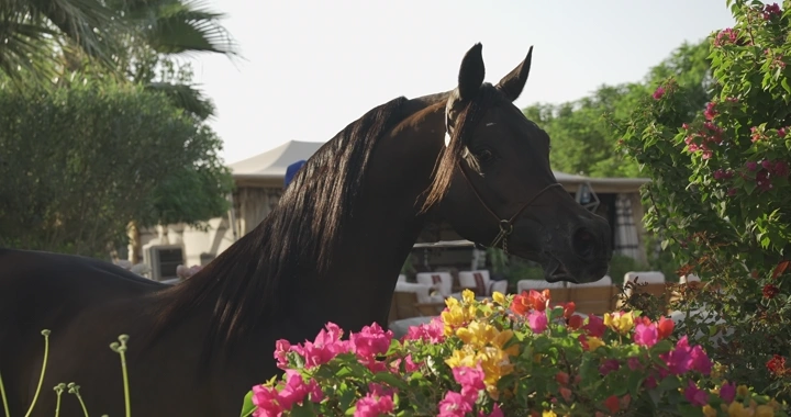 حصان عربي أصيل بين الزهور في حديقة، لقطة نهارية.