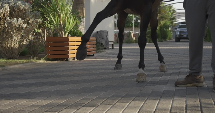 حوافر حصان على رصيف في ضوء النهار، لقطة قريبة.