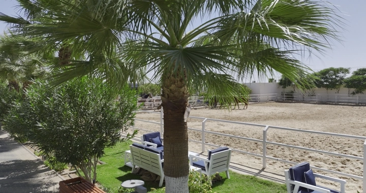نخل في حديقة بجانب مضمار خيل، لقطة نهارية.