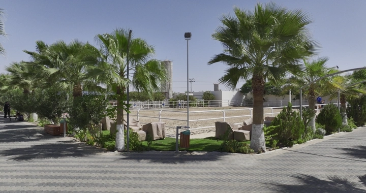 أشجار نخيل تحيط بمضمار خيل في يوم مشمس، لقطة نهارية.