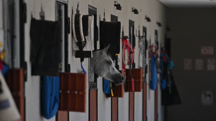 رأس حصان يطل من إسطبل، لقطة جانبية.