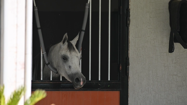 حصان ينظر من نافذة إسطبل، لقطة مقربة.