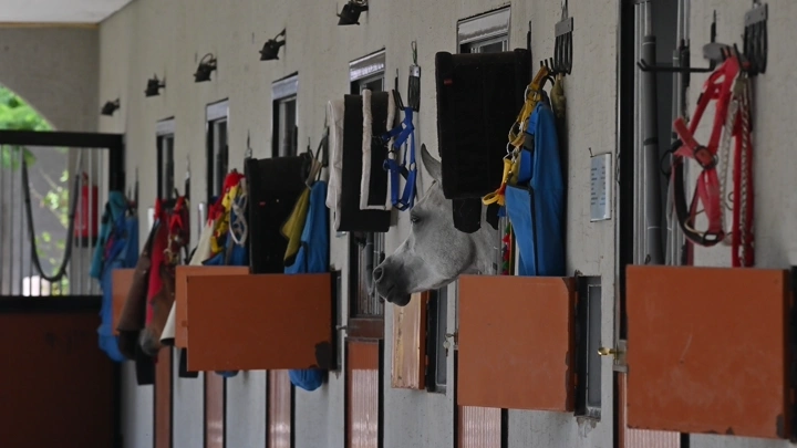 رؤوس خيول تطل من إسطبل في النهار، لقطة داخلية.