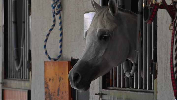 حصان ينظر من نافذة الإسطبل، لقطة جانبية.