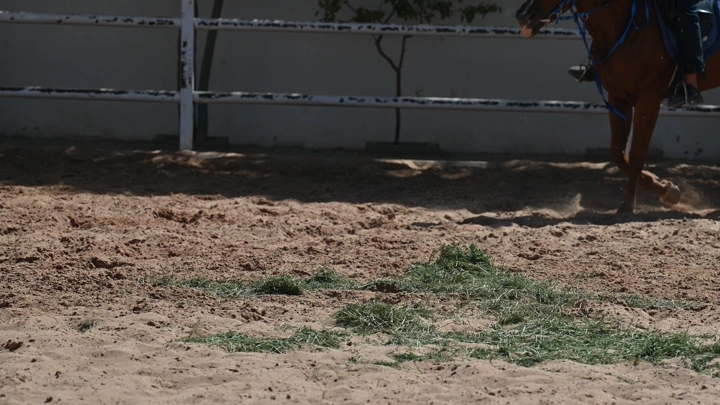 حوافر حصان في ساحة تدريب، لقطة مقربة.