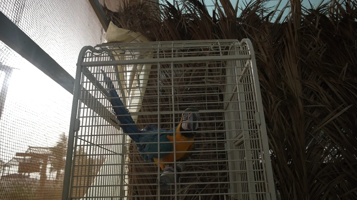 ببغاء في قفص بجانب نباتات، لقطة نهارية.