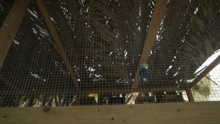 قفص طيور خشبي في ضوء النهار، لقطة من الداخل.