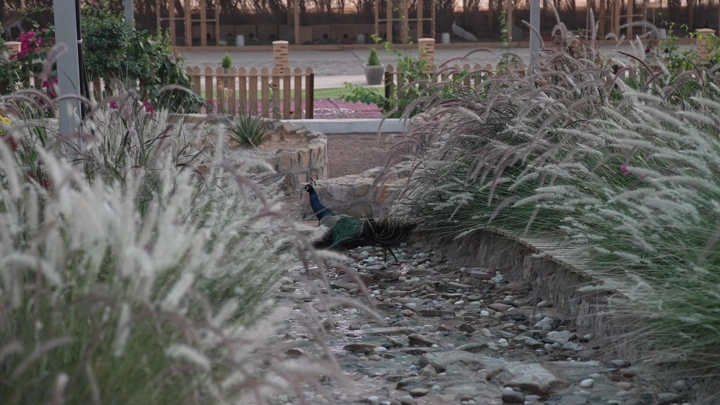 طاووس في حديقة محاطة بالأعشاب، لقطة من مستوى الأرض.