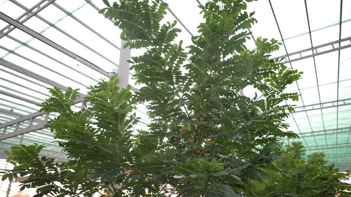 أشجار خضراء في مشتل داخلي تحت سقف زجاجي، لقطة من الأسفل.