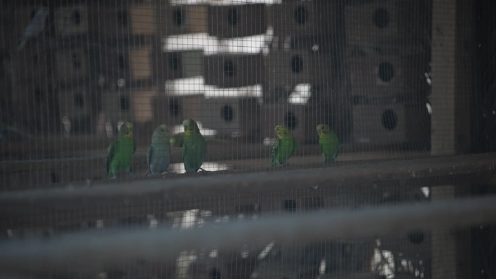 مجموعة من الطيور الخضراء في قفص في الظل، لقطة مقربة.