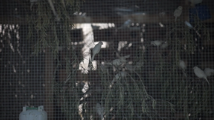 طيور بيضاء في قفص مظلل، لقطة مقربة.