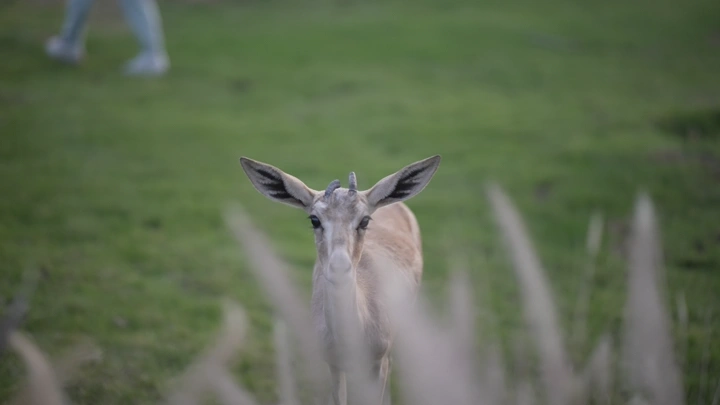 غزال في حقل أخضر، لقطة طبيعية.