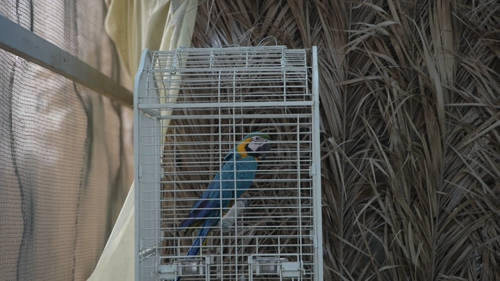 ببغاء في قفص بجانب نافذة، لقطة داخلية.