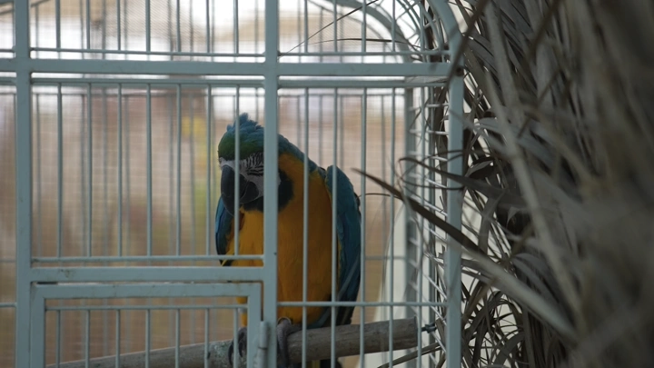 ببغاء ملون في قفص، لقطة قريبة.