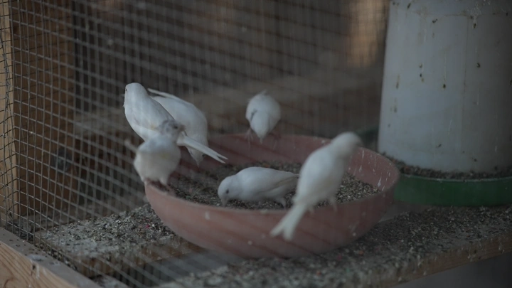 طيور بيضاء في قفص تأكل من وعاء، لقطة قريبة.