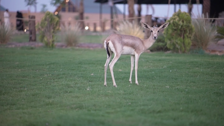 غزال يقف في حقل عشبي، لقطة طبيعية.