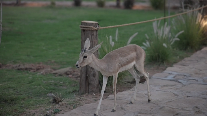 غزال يمشي بجانب ممر حجري في حديقة، لقطة طبيعية.